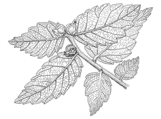 Zelkova carpinifolia Habitus Früchte
